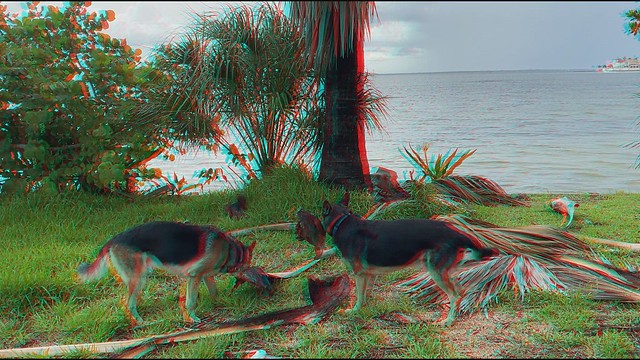German Shepherd Dogs Kennedy & K2 Tag Team To Devour Palm Frond Like A Hunted Dinosaur Skeleton - IMRAN™ (Anaglyph 3D)