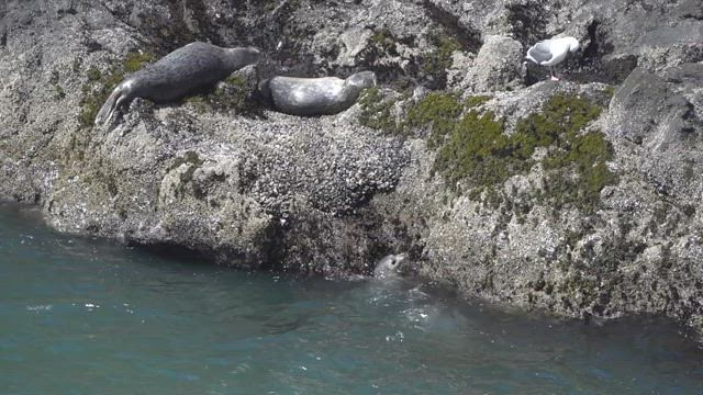 Harbor Seals - Yaquina Head - 20210625 C0010