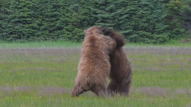 two brown bears wrestling
