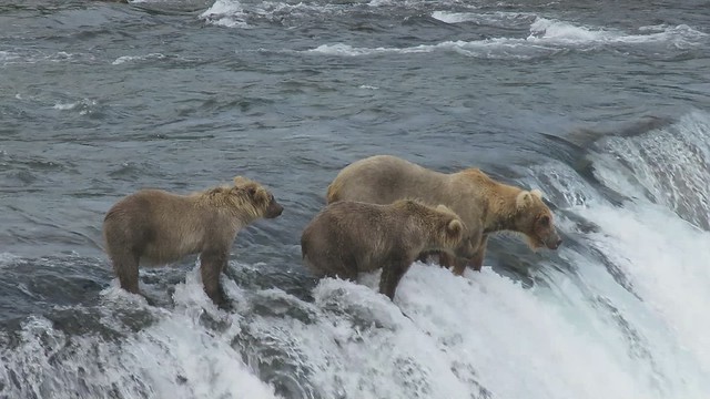 Alaskan Brown Bear at Brooks Falls Alaska Teaches Cubs to Fish - Video