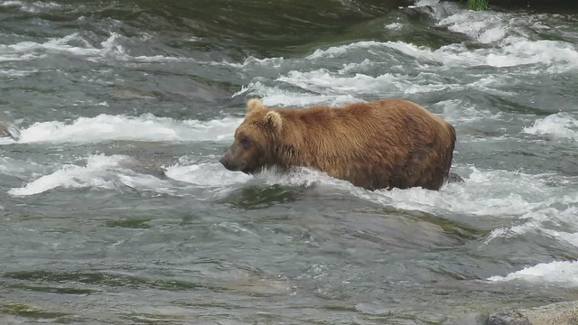 Brown Bear Sticks Head Underwater to Look for Salmon