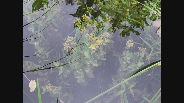 Flowering under water