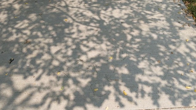 Shadow of the Walnut Tree