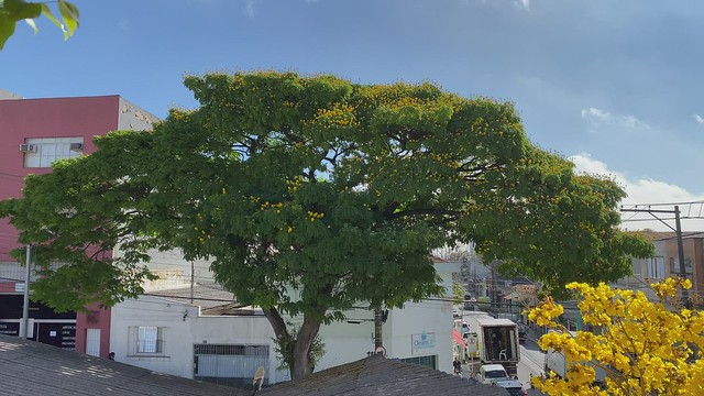 Ipê-amarelo-flor-de-algodão (Handroanthus serratifolius) on the sidewalks of the house.