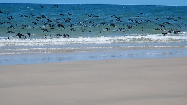Little Black Cormorant [ Coonarr Beach ] Nikon W300
