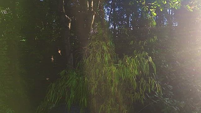 #My #Garden #Sunset #Mosquitos