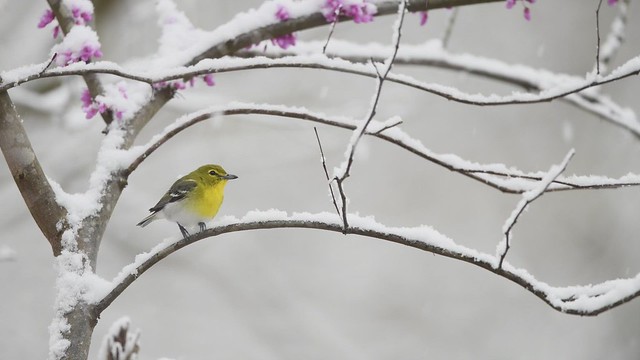 Yellow-throated Vireo in the Snow - Shawnee, Ohio