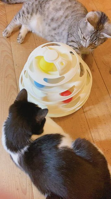 3COINSスリーコインズ（スリコ）の猫用おもちゃキャットボールトイの口コミレビュー9