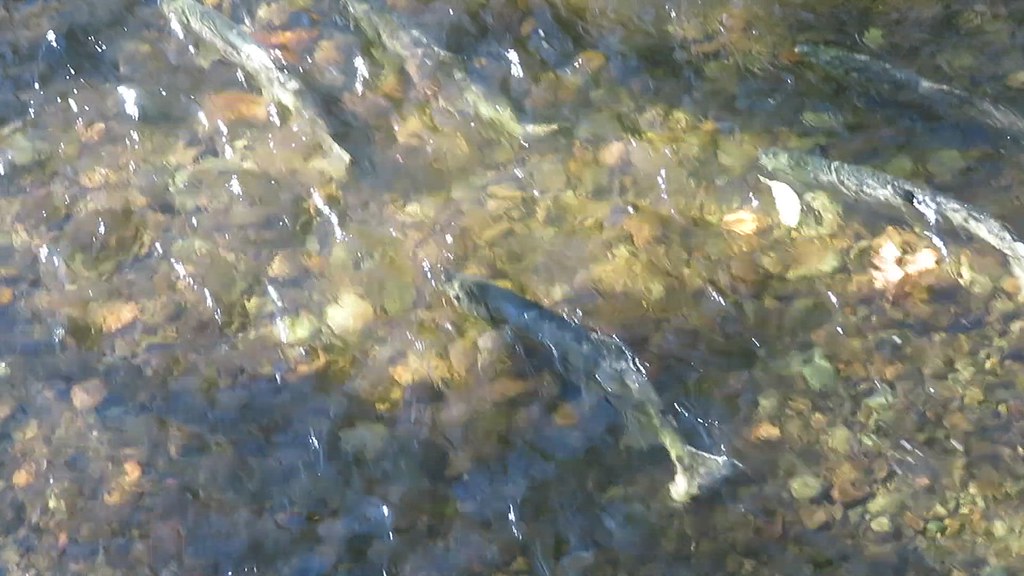 Fish spawning on the Puntledge  River