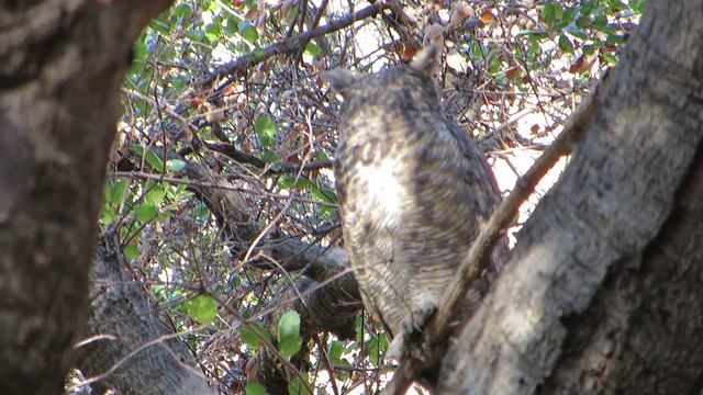 two minutes with a great horned owl in Solstice Canyon