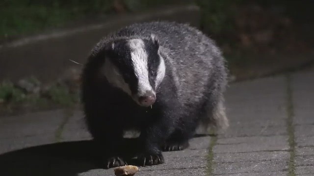 More archive badger footage (04/11/18)