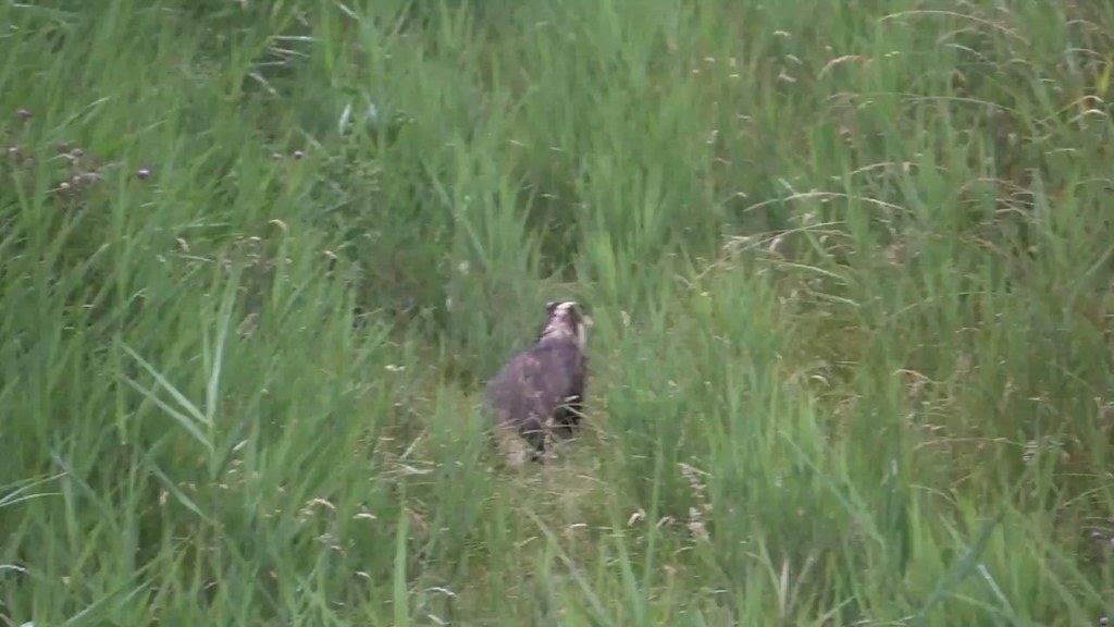 Archive Badger Footage (04/7/19)