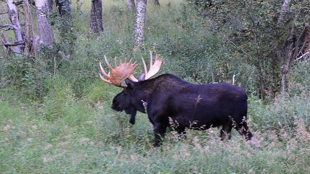 Rocky Mountain Bull Moose - Video
