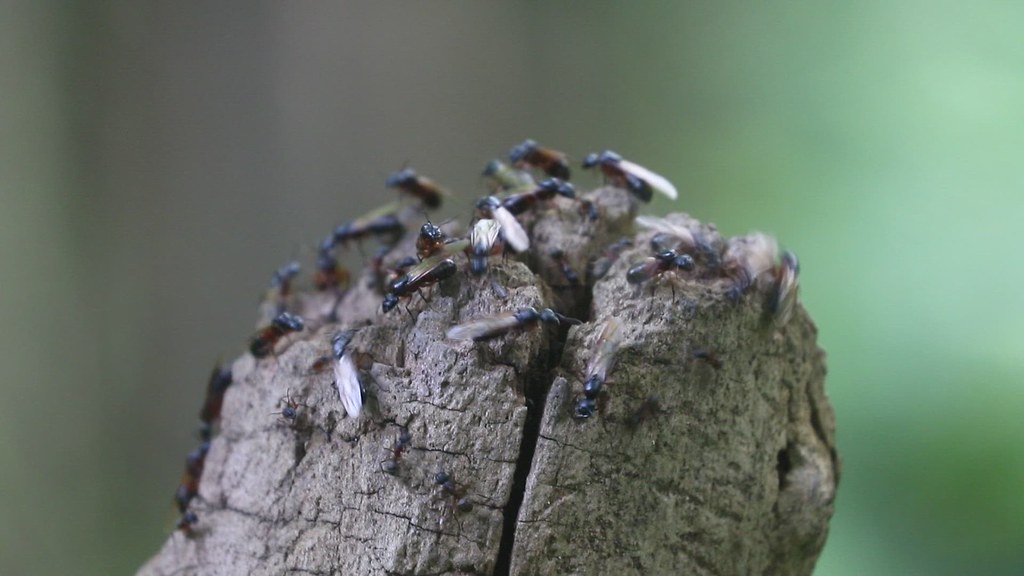 Ferruginous Carpenter Ant - Camponotus chromaiodes- yard Hamilton County, Ohio, USA - May 18 2021