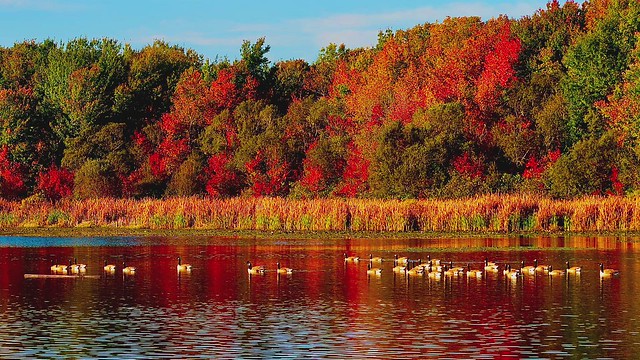 CANADIAN GEESE in OCTOBER 2021 at THE WHALING CITY DUCK POND iMOVIE