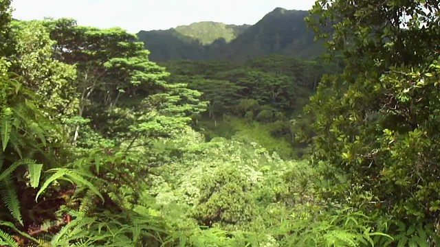 Birdsong in the rainforest of Kauai, Hawaii