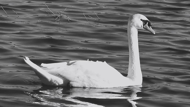 ‘B&W’ EIGHT DAYS BEFORE CHRISTMAS at THE WHALING CITY DUCK POND!