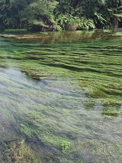 Putaruru Blue Springs Water video