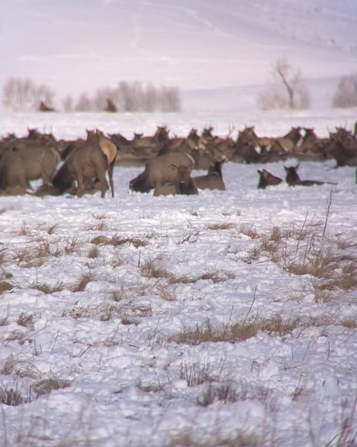 Scope footage on the National Elk Refuge