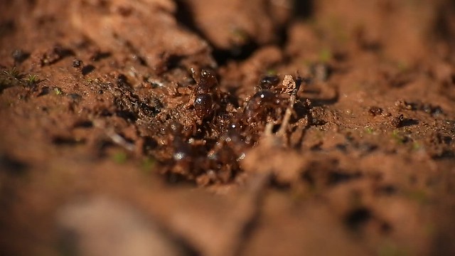 Tiny ants Tetramorium sp.?