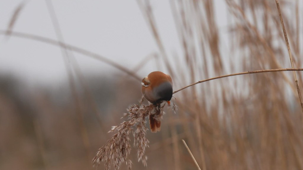 Male bearded tit eating on reeds.