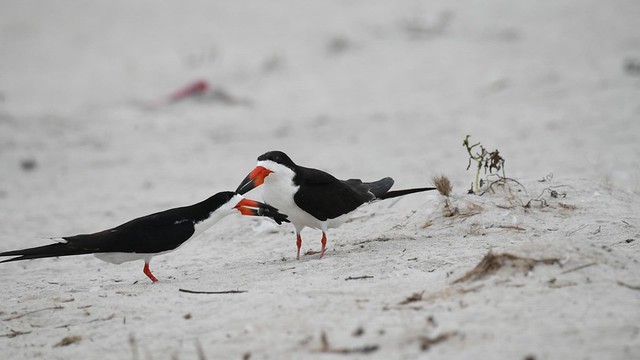 Black Skimmers Mating