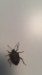 video of a shield-shaped insect walking up a white wall