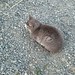 Grey Kitty watches a... gopher?