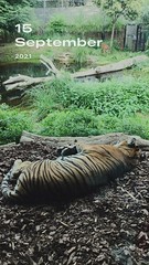 ?A Sleeping Beauty - One September Day in London Zoo U.K. ?