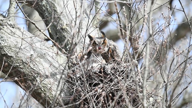 Great Horned Owl Feeding Baby