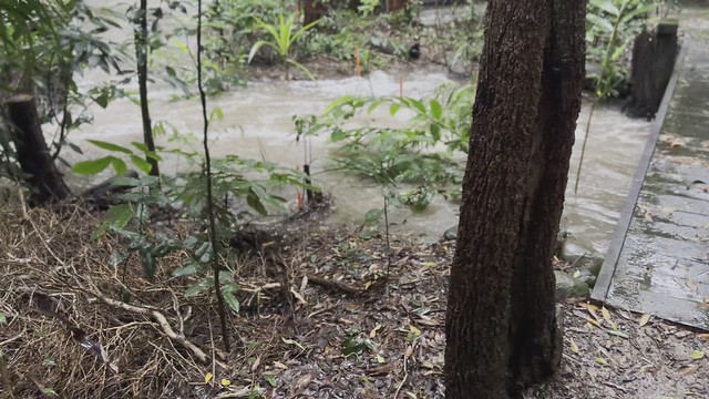 Flooding Under No. 2 Bridge, Forest of Conspiracy, Main Arm Creek, Raintrees Native and Rainforest Gardens, March 24th 2022
