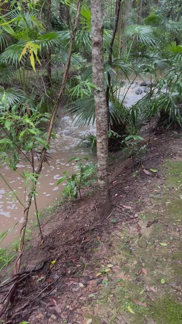 Main Arm Creek at Second Weir, Dragons Den, Raintrees Native and Rainforest Gardens,  March 26th 2022