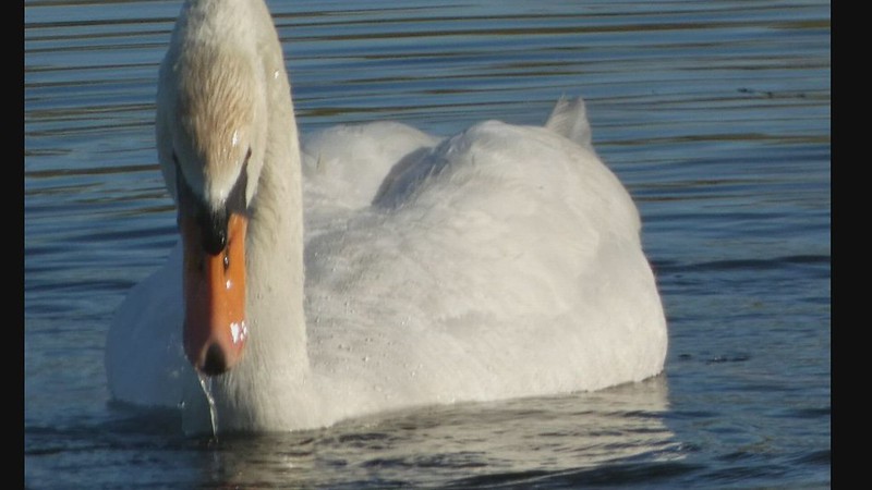 Mute Swan behavior