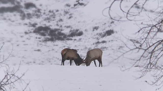 Digi-scoping on the National Elk Refuge