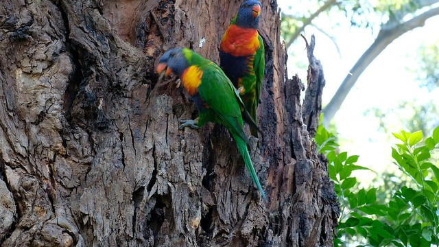 Rainbow Lorikeets in the giant gum tree