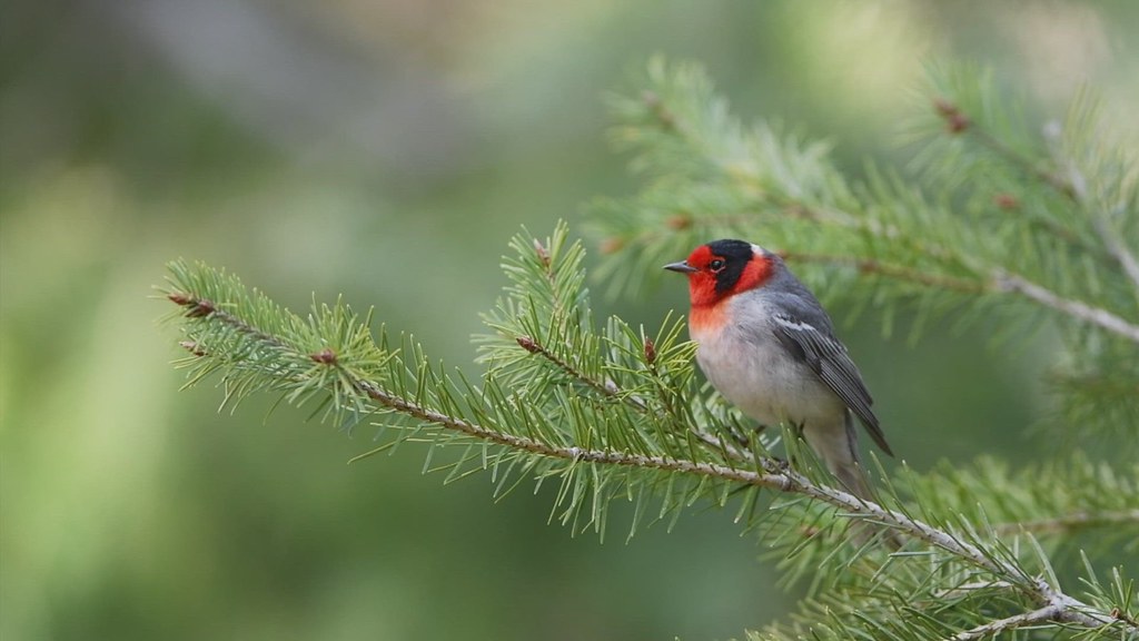 Red-faced Warbler - Arizona
