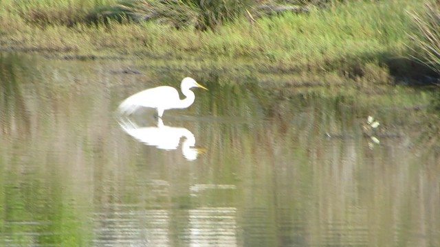 egret crosses the pond