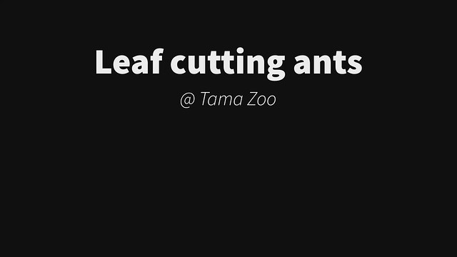 Leaf cutting ants -Tama Zoological Park (Hino, Tokyo, Japan)
