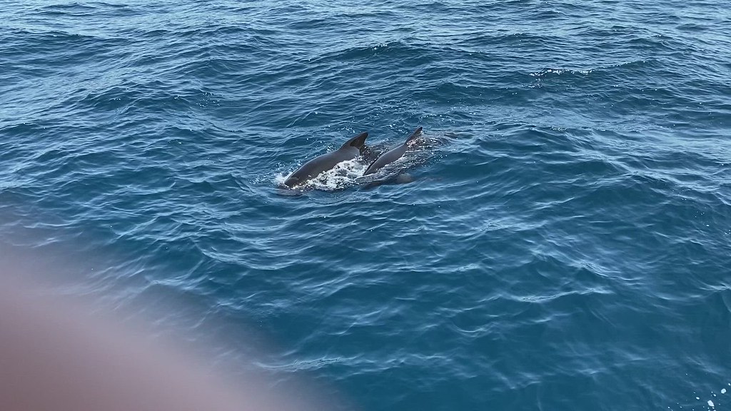 Long-finned Pilot Whales video