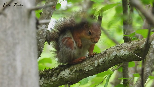 Red Squirrels (Sciurus vulgaris) 4.06.2022