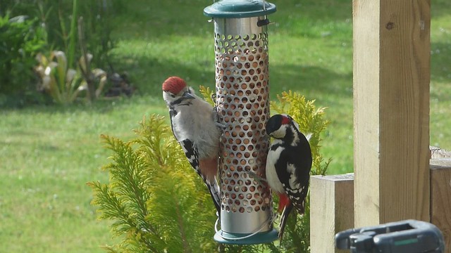 Woodpecker Chick and Dad ..x