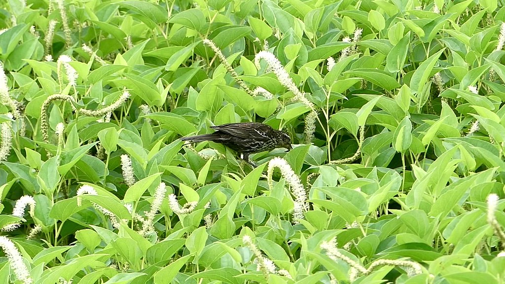R-W Blackbird