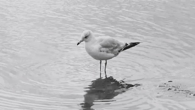B&W QUICK ‘WHALING CITY DUCK POND’ VID of THE DAY - 6/26/2022!