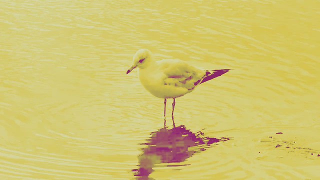 DUOTONE - QUICK ‘WHALING CITY DUCK POND’ VID of THE DAY - 6/26/2022!