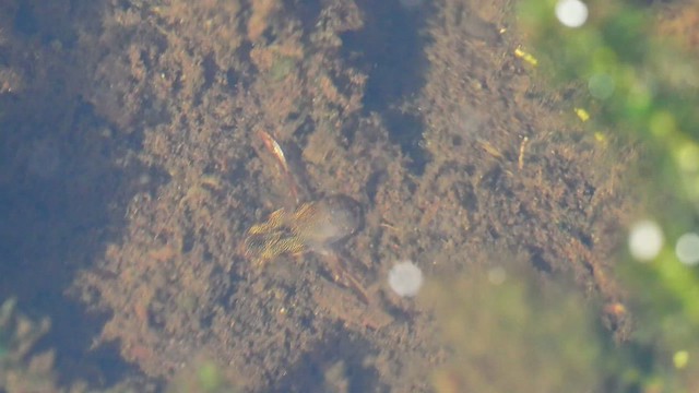 Waterboatman digging in bottom of pond