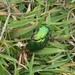 Lundy beetle