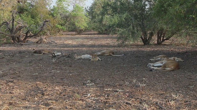 Lion pride, Zakouma National Park, Chad