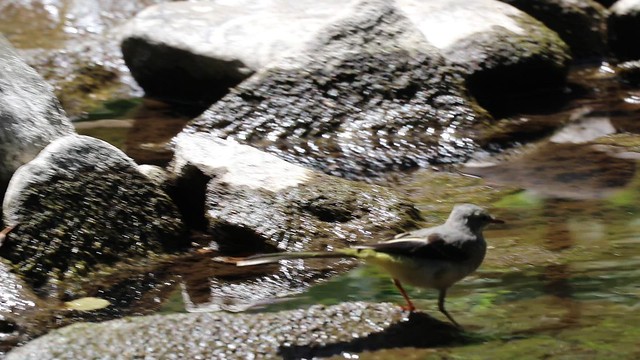 Grey Wagtail on the River Cynon in Mountain Ash