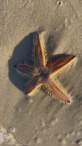 Double Isalnd Starfish / Seastar