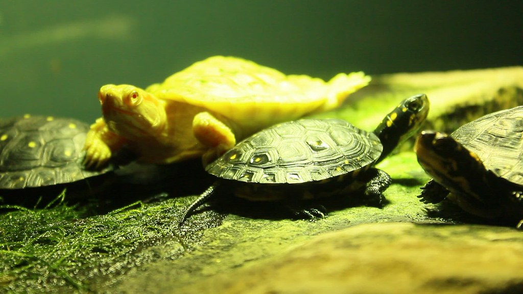 Animals Turtle Outdoors Wildlife Nature Life | Beautiful Nat… | Flickr